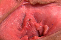 Gapemypussy.com Discount Free s3