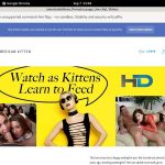 Americankittens ?????